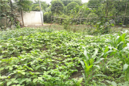 “植物肉”花生一般什么时间种植？一亩地利润多少钱？（附种植方法）