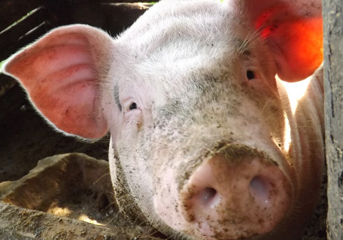 建瓯市关于进一步加强生猪养殖污染治理推进养殖场全面升级改造的通知