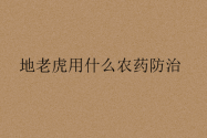 地老虎用什么农药防治