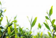中国十大名茶之一信阳毛尖属于什么茶？市场批发价格多少钱一斤？