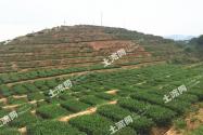 普通茶叶一般多少钱一斤？种植条件是什么？