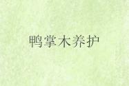 鸭掌木叶子发黄，掉叶怎么办？掌握这几个养护小技巧，再难养也能枝繁叶绿！