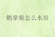 鹅掌柴怎么水培？鹅掌柴水培养护技巧！这5点千万记好了！