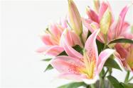 百合种球应该如何进行种植？8种方法，保你养出又大又美的百合花！