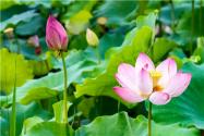 莲花竹叶子发黄怎么办？可以试试这几种办法！