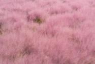 网红草粉黛乱子草花语是什么？什么时候种？什么时候开花？哪些地区有？