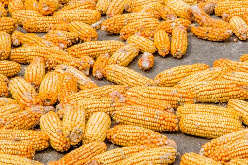 吉林农民用2万个玉米盖黄金屋！具体是怎么回事？附详情！
