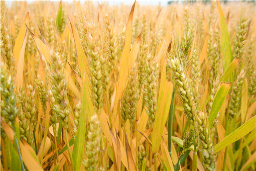 开封市推进优质小麦发展工作方案（2017－2018年）