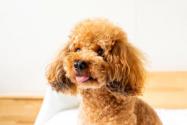 泰迪犬一般多少钱一只？这样喂养活泼又可爱！