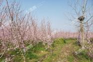 日本樱花树苗价格是多少钱一棵？一般什么时候开花？
