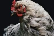 世界上最贵的鸡“兰博鸡尼”价格多少钱一只？中国有人养殖吗？
