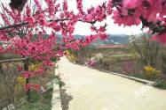 阿根廷国花是什么花？是赛波花吗？