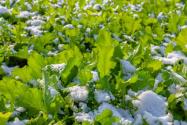 雪里红是什么？手把手教你腌制腌菜！