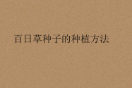 百日草种子的种植方法