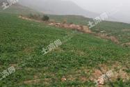 2020年土豆價(jià)格多少錢一斤？怎樣種植土豆高產(chǎn)？