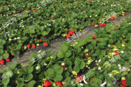 2020年草莓價(jià)格大概多少錢一斤？附溫室大棚種植技術(shù)