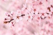 2018年武汉东湖樱花及武大樱花什么时候开？最佳观赏时间是什么时候？