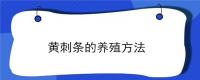 黄刺条的养殖方法