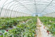 草莓苗最新批发价格多少钱一棵？怎么种成活率高？种植一亩大棚利润有多少？