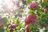不同新品种苹果树苗价格多少钱一棵？3年树苗价格是多少？怎么种植成活率高？