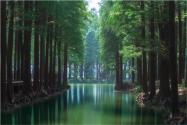 柞树长什么样？有刺吗？什么时候开花结果？