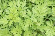 艾草有治脚气、驱蚊的作用吗？养生好处都有哪些？