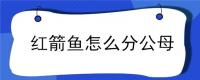 红箭鱼怎么分公母