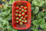 草莓上市却遇烂果，怎么回事？果农要预防，可以试试这4个方法