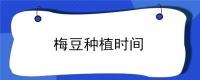梅豆种植时间