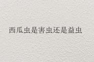 西瓜虫（鼠妇）是害虫还是益虫？吃什么食物？有毒吗？