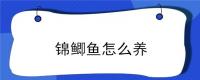 锦鲫鱼怎么养