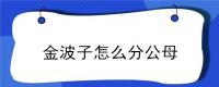 金波子怎么分公母