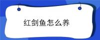 红剑鱼怎么养