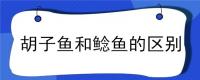胡子鱼和鲶鱼的区别