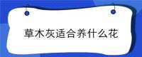 草木灰适合养什么花