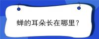 蝉的耳朵长在哪里？