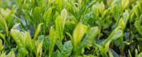 大树茶和古树茶的区别是什么？