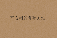 7点掌握平安树（兰屿肉桂）的养殖方法和注意事项！