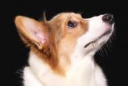 “小型护卫犬”柯基犬一般多少钱？好养吗？