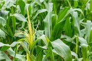 玉米苗后除草剂有哪些？打什么除草剂效果好？什么时候打？