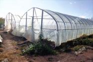 一年生缠绕草本菜豆高产栽培方法和病虫害防治技术