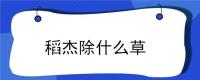稻杰除什么草