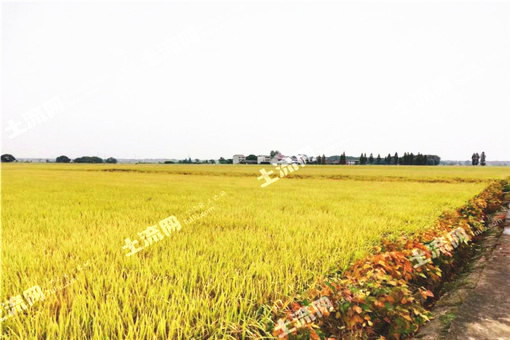 糯米与大米的外观区别 6008d52f494dd.jpg