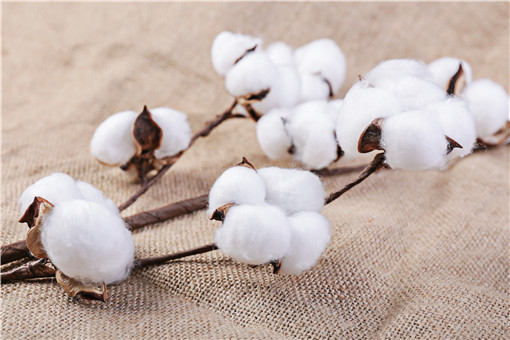 棉花苗一般能长多高 花期是什么时候 不同颜色的棉花有怎样的区别 土流网
