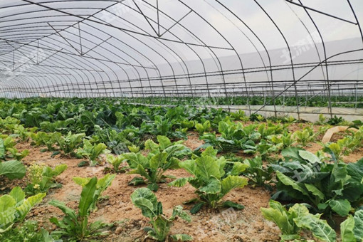 云南大理南涧县蔬菜病虫害的生物防治技术和注意事项