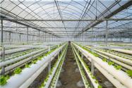 大棚種植什么水果、蔬菜賺錢？怎么管理溫室大棚收益更高？