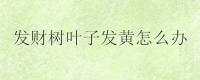 发财树叶子发黄怎么办