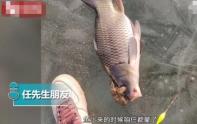 东北大哥钓上“金蟾抱鲤”！具体是怎么回事？有何寓意？