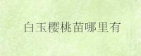 白玉樱桃苗哪里有