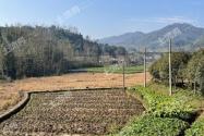 多年生草本马鞭草长什么样？生长在什么地方？花期是几月？它能预知天气吗？
